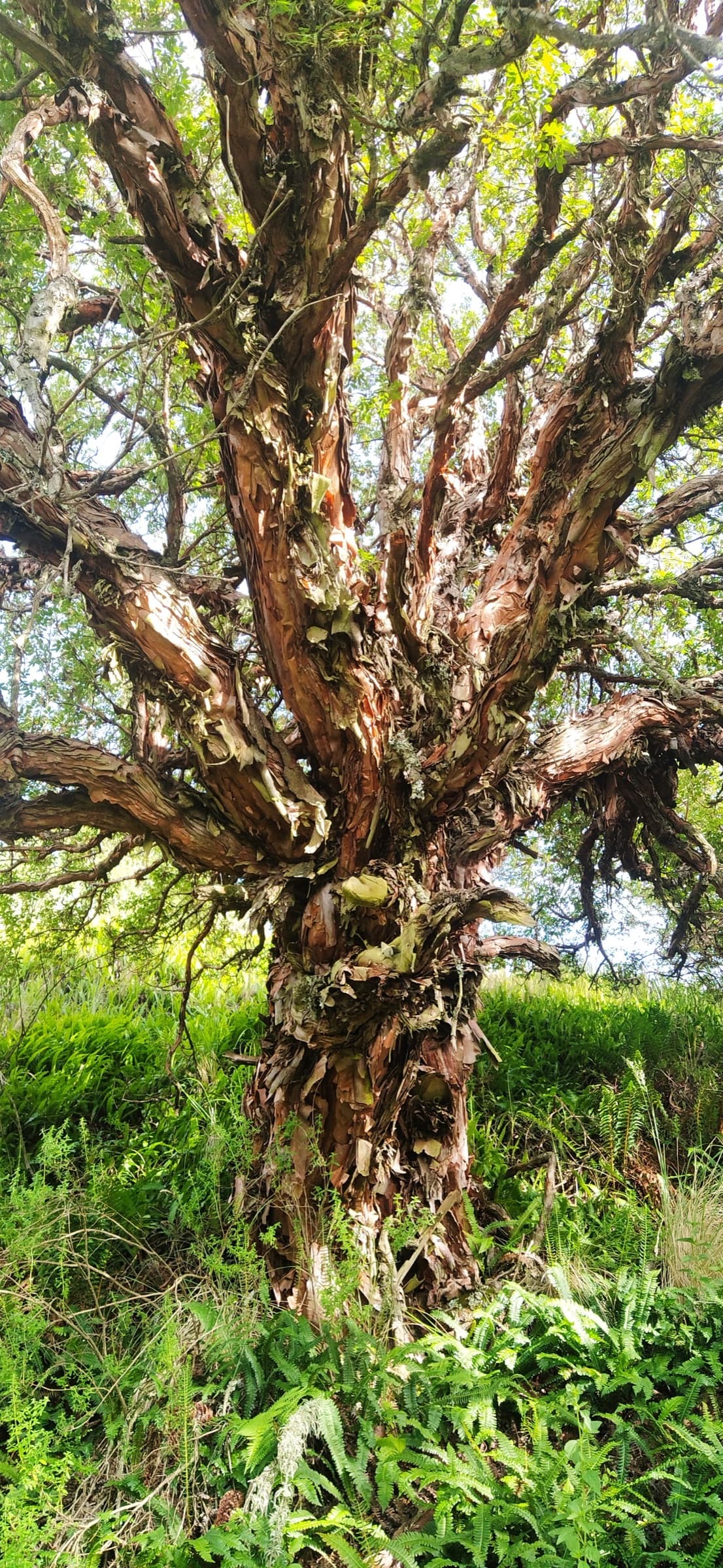 Sierras sin bosque — territorio degradado